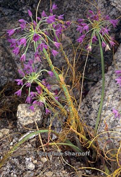 cuscuta sp 1 graphic